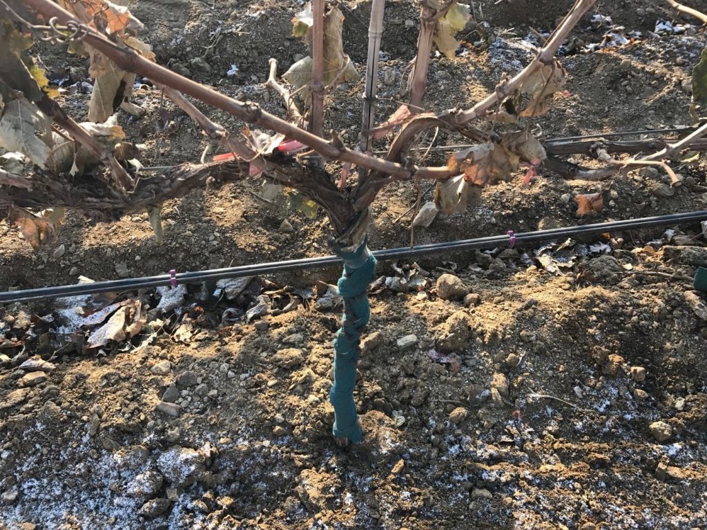 葡萄滴灌、葡萄噴灌、葡萄微噴、葡萄滴灌帶