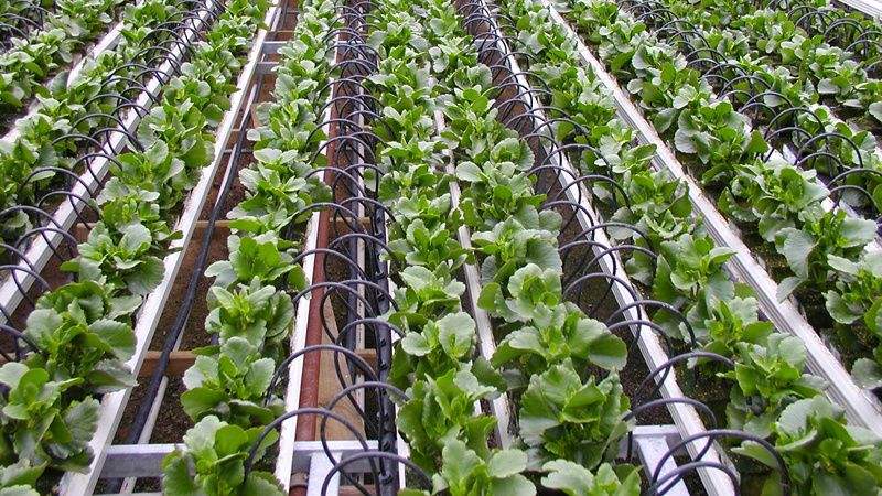 灌溉方式和灌水下限對溫室淸茄生長、耗水特性及產(chǎn)量的影響